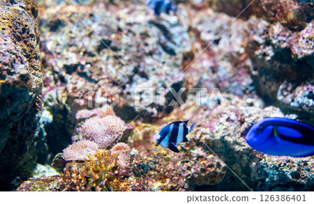 Vibrant tropical fish species swimming among colorful coral formations in crystal clear aquarium water showcasing marine biodiversity for nature enthusiasts. Designed for marine conservation education 126386401