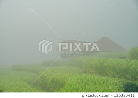 Serene morning fog blankets lush green rice fields and traditional hut in rural countryside. Sustainable agriculture and peaceful of nature. Sustainable farming. Tranquil beauty of countryside life. 126386411