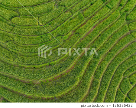 Green rice terrace field landscape. Eco living, organic farming, and mountain terraces in countryside. Eco tourism. Traditional farming, sustainable agriculture, and peaceful rural. Local travel. 126386422
