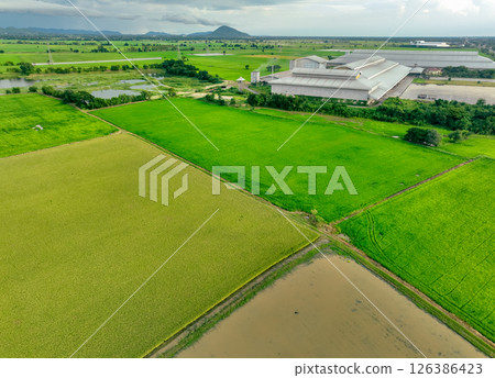 Aerial view of green rice fields and agricultural warehouse facility. Food security amid changing climate patterns while practicing sustainable cultivation methods. Agricultural infrastructure. 126386423