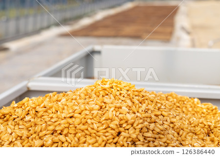 在水稻苗圃的育苗機漏斗種子冷杉 126386440