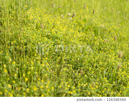 A clover flower blooming on the riverbed 126386560