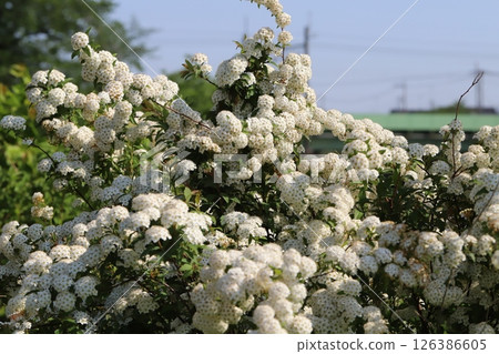 White Kodemari flowers blooming in the spring park 126386605