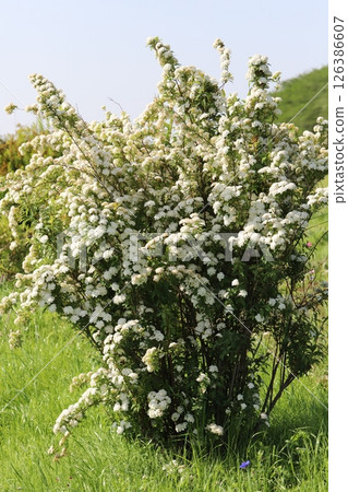 White Kodemari flowers blooming in the spring park 126386607