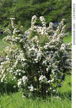 春天公園裡盛開的白色 Kodemari 花 126386610