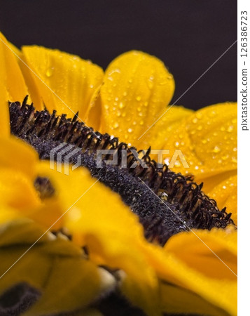 Macro Sunflower Petals with Water Droplets: Bright Floral Detail Photo Macro Sunflower Petals with Water Droplets: Bright Floral Detail Photo 126386723