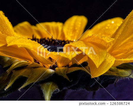 blossom, drop, sunflower 126386724