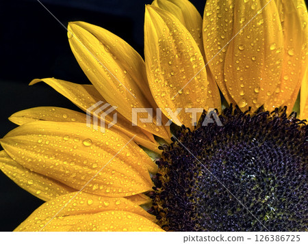 blossom, drop, sunflower 126386725