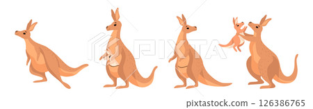 Funny Brown Kangaroo Australian Animal Character in Different Pose Vector Set Funny Brown Kangaroo Australian Animal Character in Different Pose Vector Set 126386765