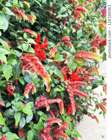 Red Shrimp Plant Red Shrimp Plant 126386963