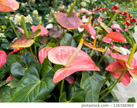Pink anthurium flower Pink anthurium flower 126386968