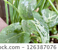 Aphids on Komatsuna leaves and leaves damaged by sucking sap 126387076