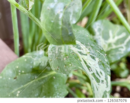 Aphids on Komatsuna leaves and leaves damaged by sucking sap 126387076
