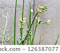 Aphids on the leaves and flowers of Komatsuna 126387077