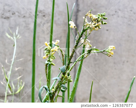 Aphids on the leaves and flowers of Komatsuna 126387077