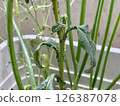 Aphids on the leaves and flowers of Komatsuna 126387078