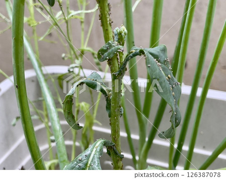 Aphids on the leaves and flowers of Komatsuna 126387078