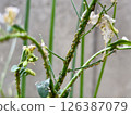 Close-up of aphids on komatsuna leaves and flowers 126387079