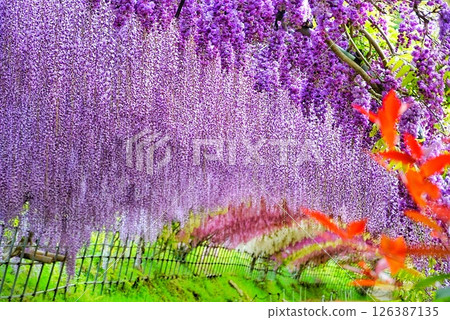 Wisteria flowers and vibrantly blooming wisteria Wisteria flowers and vibrantly blooming wisteria 126387135
