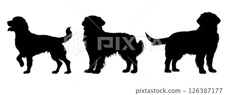 Golden retriever in different poses. Dog breed silhouette. Vector 126387177
