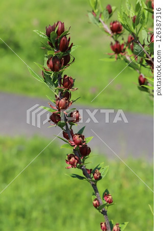 Chocolate-colored wintersweet flowers blooming in a park in spring 126387316