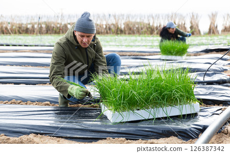 Man planting scallion on vegetable field 126387342