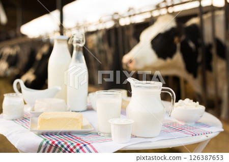 Milk, cottage cheese, cream, cheese on table against background of cows Milk, cottage cheese, cream, cheese on table against background of cows 126387653