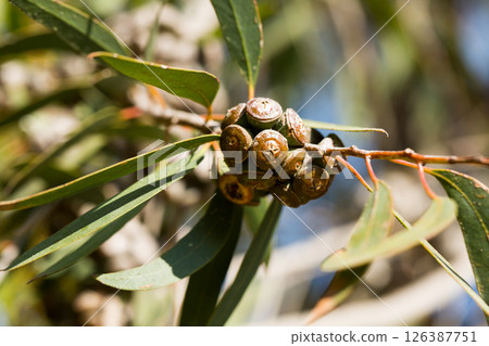 Eucalypt woody fruits on twigs Eucalypt woody fruits on twigs 126387751