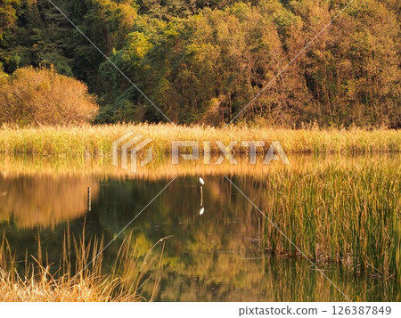 Morning scenery of Sendabori Pond with white herons in late autumn (21st Century Forest and Square) Morning scenery of Sendabori Pond with white herons in late autumn (21st Century Forest and Square) 126387849