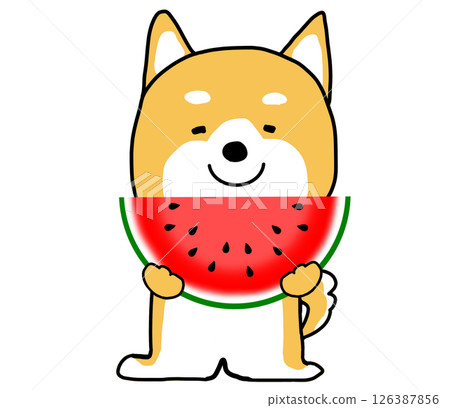 Shiba Inu smiling happily while holding a watermelon in his hands 126387856