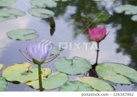 Pale purple lotus flower Pale purple lotus flower 126387862