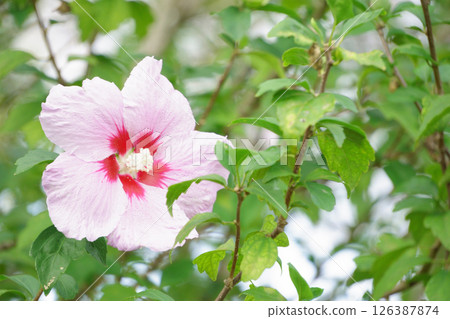 Pale pink Rose of Sharon flower 126387874