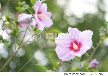 Pink Rose of Sharon, a flower similar to a hibiscus 126387875