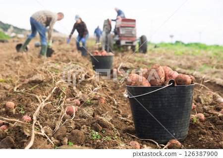 Bucket full of potatoes at a farm field Bucket full of potatoes at a farm field 126387900