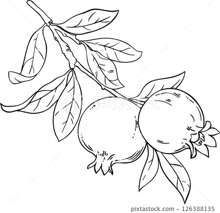 Pomegranate Branch with Fruits and Leaves Outline Illustration. Organic natural nutritional healthy food ingredient, vegetarian diet product. 126388135