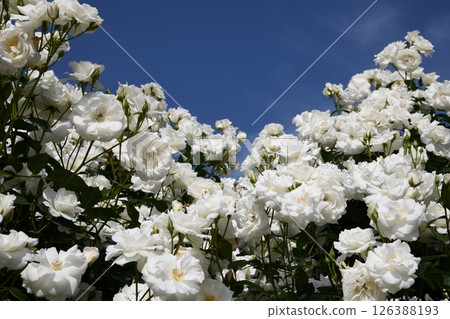 White Rose White Rose 126388193