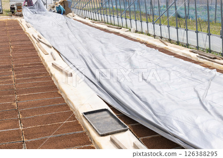 Rice farming pool seedling sowing vinyl hanging work 126388295