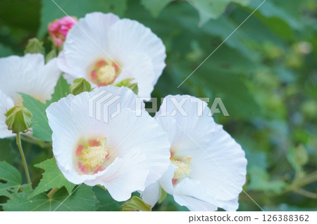 White flower Hibiscus arbutus White flower Hibiscus arbutus 126388362