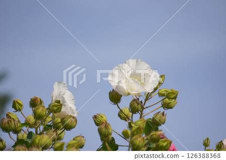 白芙蓉和藍天 白芙蓉和藍天 126388368