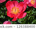 一隻蜜蜂停在一朵大紅牡丹花上 126388400