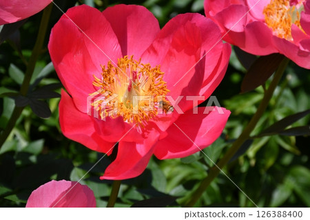 A bee on a big red peony flower A bee on a big red peony flower 126388400
