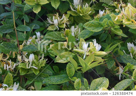 Honeysuckle Golden 126388474
