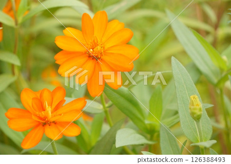 橙色百日草花 126388493