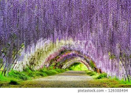 美麗的紫藤花 126388494