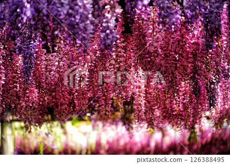 紫藤花盛開 126388495