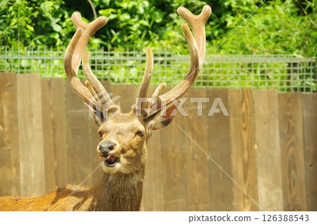 那須野生動物園的紅鹿 126388543