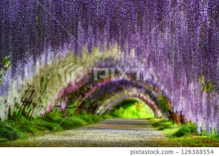 美麗的紫藤花 美麗的紫藤花 126388554