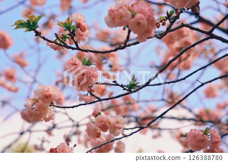 Beautiful Spring Cherry Blossoms Blooming on Branches Beautiful Spring Cherry Blossoms Blooming on Branches 126388780