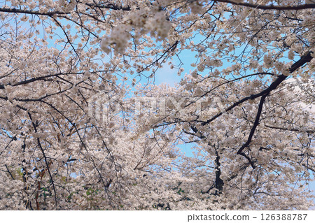 Cherry Blossom Tree in Full Bloom Under Clear Blue 126388787