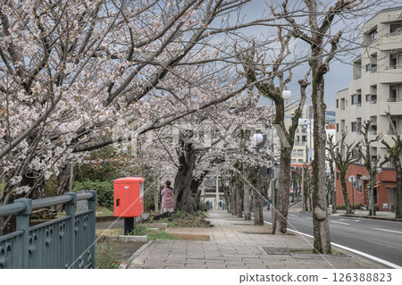 March 28 2025 Cherry Blossom Trees Along Urban Street with Red Mailbox Visible March 28 2025 Cherry Blossom Trees Along Urban Street with Red Mailbox Visible 126388823